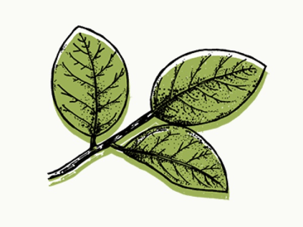Fieldwork Brewing Co (San Mateo) Logo